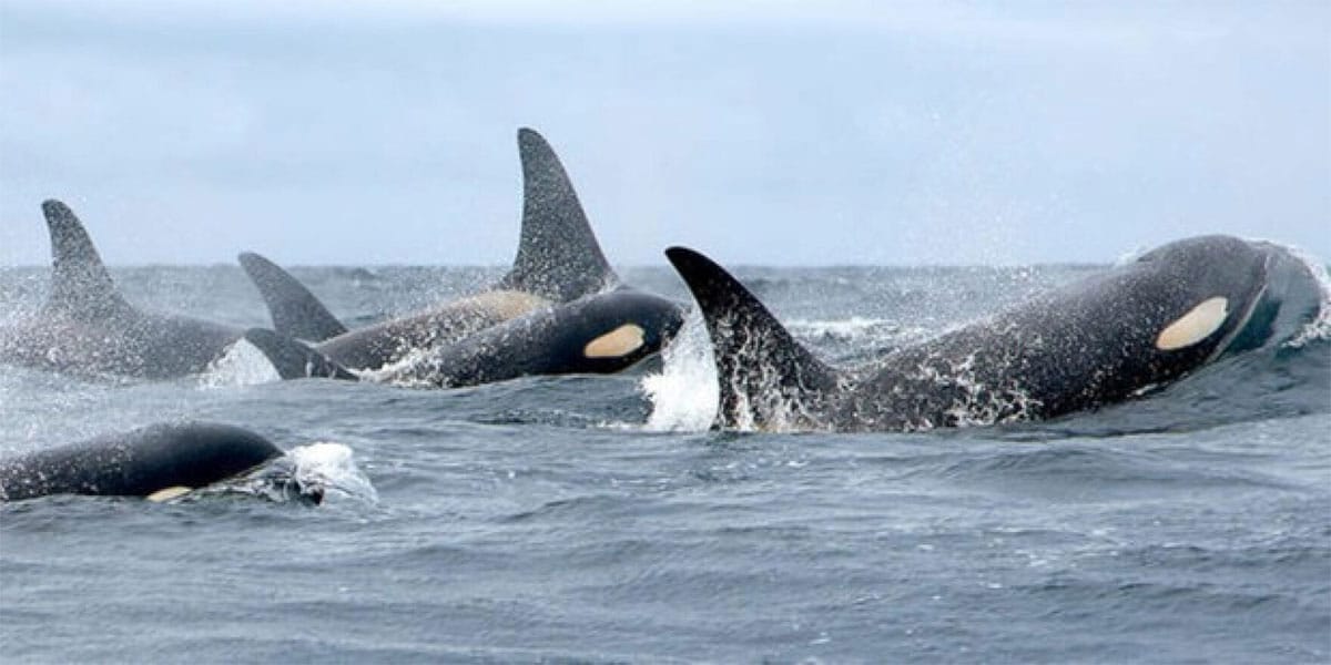Shhh, don’t wake the whales